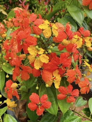 Picture of Bauhinia - Orange