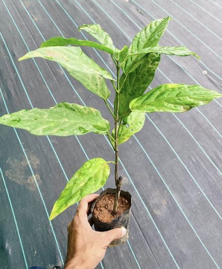 Picture of Clerodendrum Wallichi- Manikonna - Small plant