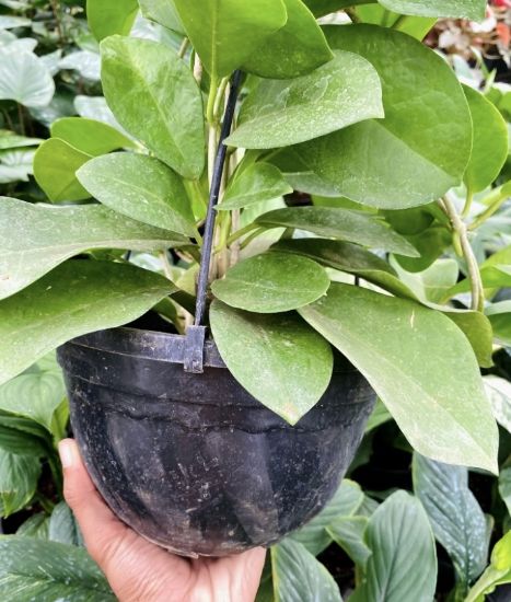 Picture of Hoya - White - Big Plant- Creeper