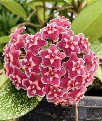 Picture of Hoya - Pink - Big Plant- Creeper