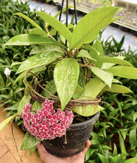Picture of Hoya - Pink - Big Plant- Creeper