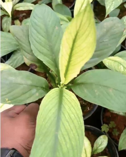 Picture of Spathiphyllum verigated - Peace Lily-