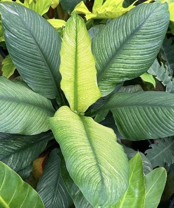 Picture of Spathiphyllum verigated - Peace Lily-