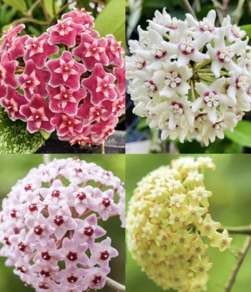 Picture of Hoya Plants Combo - 4 Colours - Jiffy plants - Red - White - Yellow - Pink