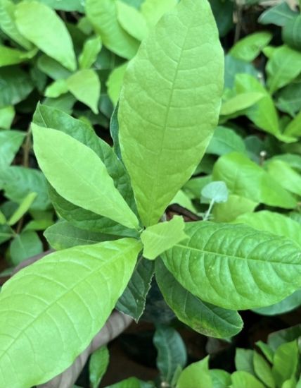 Picture of Petrea - white , small plant