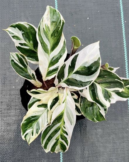 Picture of Calathea - White Fusion