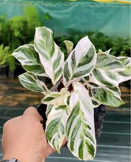 Picture of Calathea - White Fusion