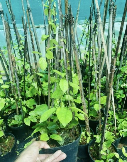 Picture of Cat's Claw Creeper -  Medium size