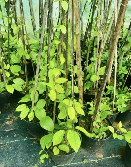 Picture of Cat's Claw Creeper -  Medium size