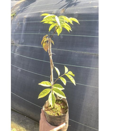 Picture of Fraser Island Creeper