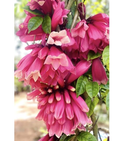 Picture of Fraser Island Creeper