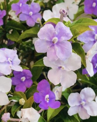 Picture of Yesterday Today Tomorrow - Medium Size