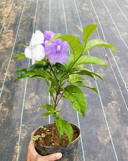 Picture of Yesterday Today Tomorrow - Medium Size