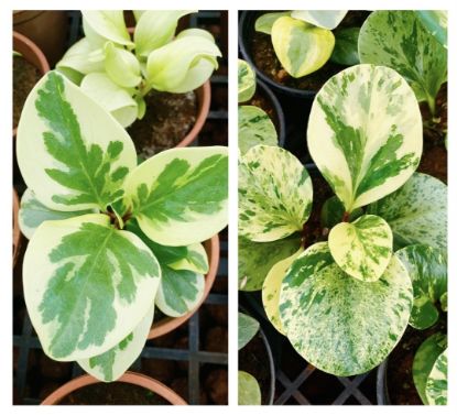 Picture of Peperomia combo-2 plants - Verigated and Marble