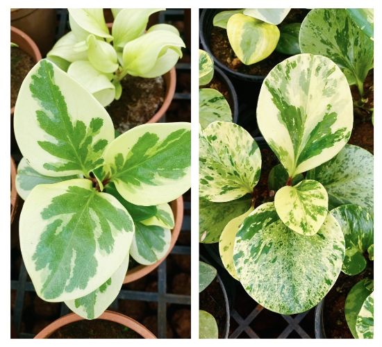 Picture of Peperomia combo-2 plants - Verigated and Marble