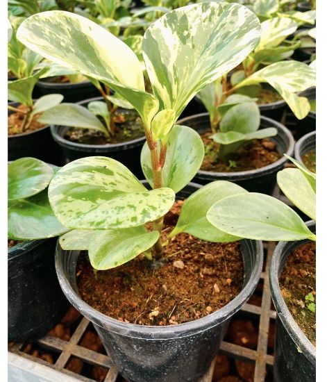 Picture of Peperomia combo-2 plants - Verigated and Marble