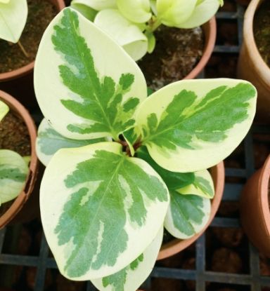 Picture of Peperomia Plant - Verigated