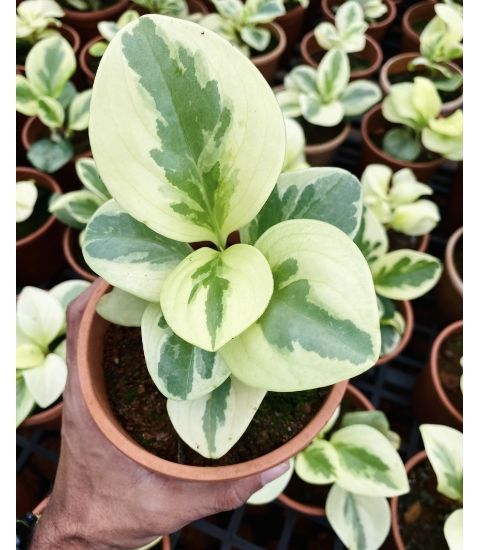 Picture of Peperomia Plant - Verigated