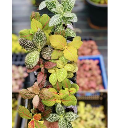 Picture of Fittonia -Compo - 10 Jiffy plants -10 Diffrent colors