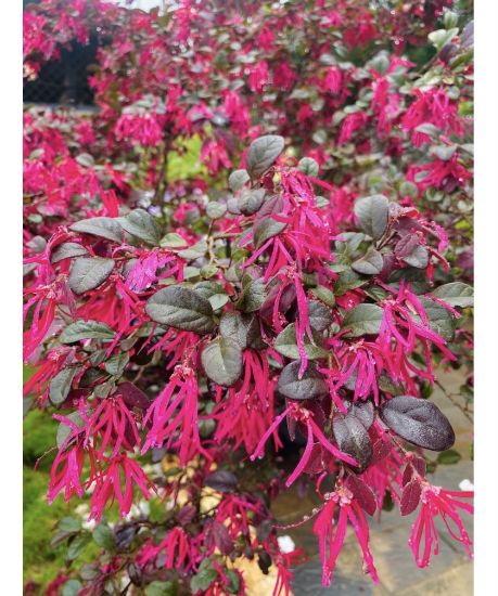 Picture of Loropetalum