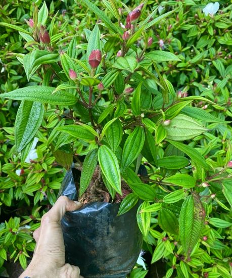 Picture of Melastoma - White - Medium size