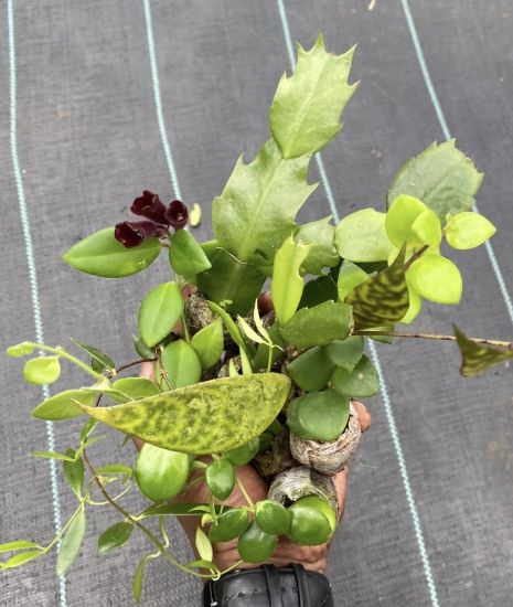 Picture of Lipstick Plants - Christmas Cactus Combo Offer - Lipstick Red, Pink, Orange, Tiger Red, White / Cactus Red, Pink, Dark pink