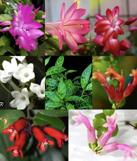 Picture of Lipstick Plants - Christmas Cactus Combo Offer - Lipstick Red, Pink, Orange, Tiger Red, White / Cactus Red, Pink, Dark pink