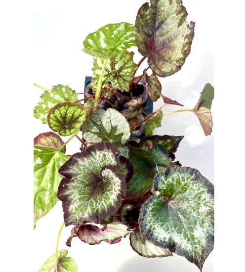 Picture of Begonia -Compo - 10 Jiffy plants -10 Diffrent colors