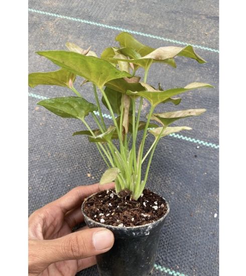 Picture of Syngonium - Combo Offer - 3 Plants - Pink, Green, White