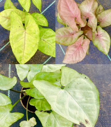 Picture of Syngonium - Combo Offer - 3 Plants - Pink, Green, White