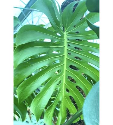 Picture of Monstera - With Pot