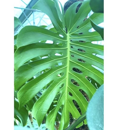 Picture of Monstera - With Pot
