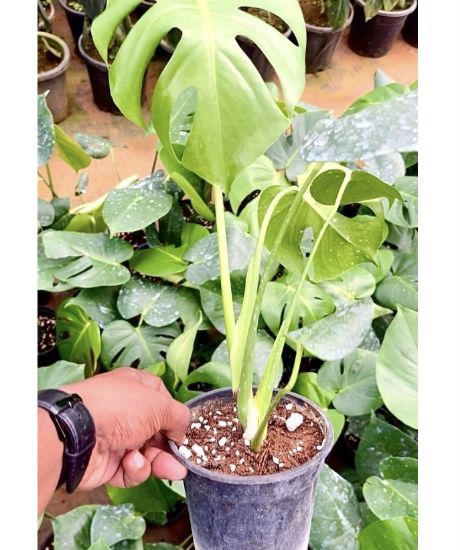 Picture of Monstera - With Pot