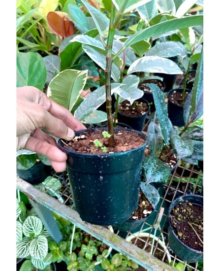 Picture of Rubber Plant - white ,small size- with pot