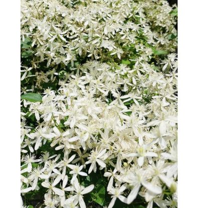 Picture of Bridal Bokeh - creeper - Big plant