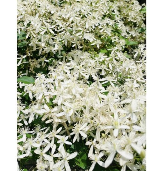 Picture of Bridal Bokeh - creeper - Big plant