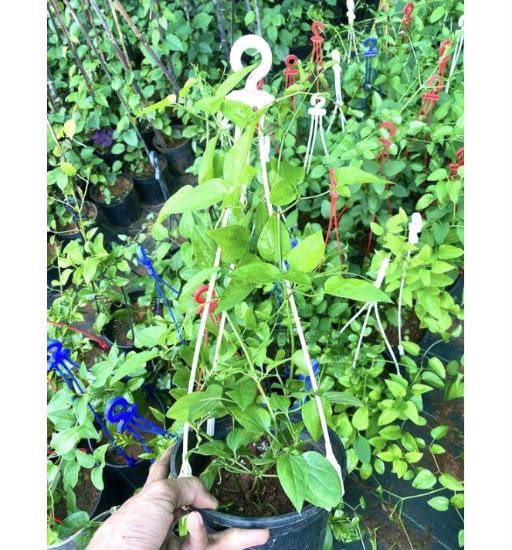 Picture of Bridal Bokeh - creeper - Big plant