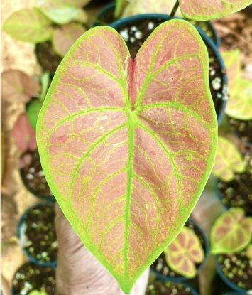 Picture of Caladium - Orange - With Pot