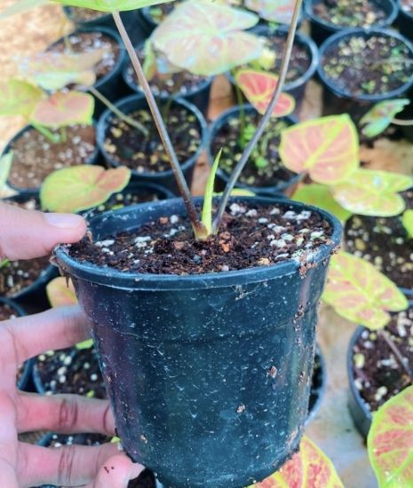 Picture of Caladium - Orange - With Pot