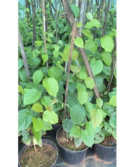 Picture of Manimulla - medium size