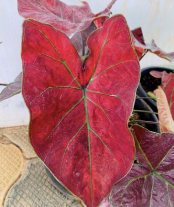 Picture of Caladium -  Maroon
