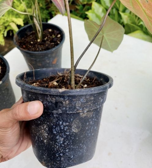 Picture of Caladium -  Maroon