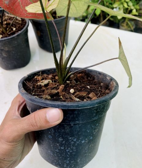 Picture of Caladium -  Dark Orange