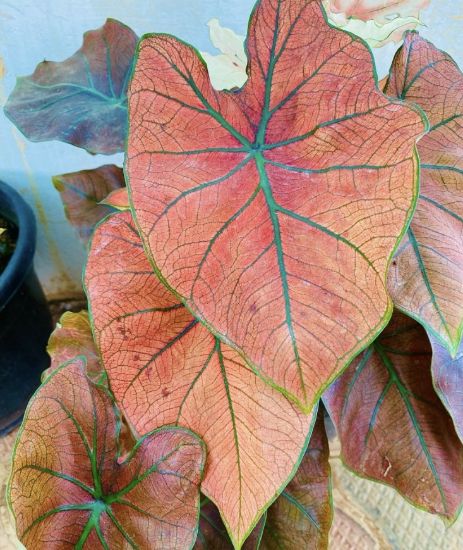 Picture of Caladium -  Dark Orange