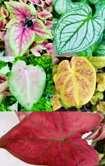 Picture of Caladium Combo - 5 Jiffy plants, 5 colors