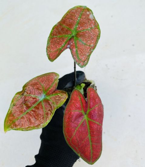 Picture of Caladium Combo - 5 Jiffy plants, 5 colors
