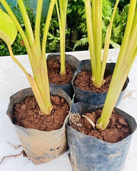 Picture of Calathea Lutea Combo - 4 Plants