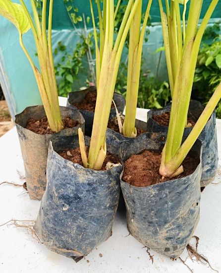 Picture of Calathea Lutea Combo - 6 Plants