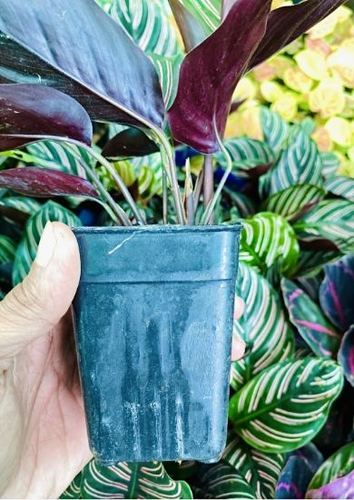 Picture of Calathea Combo - with pot - 2 Plants - Red mojo, pink stripe