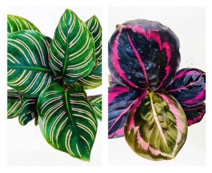 Picture of Calathea Combo - with pot - 2 Plants - Red mojo, pink stripe